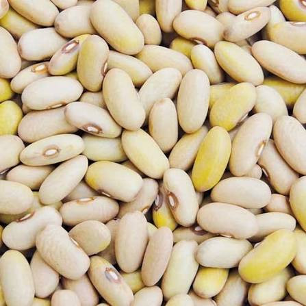 White Soybean Seed