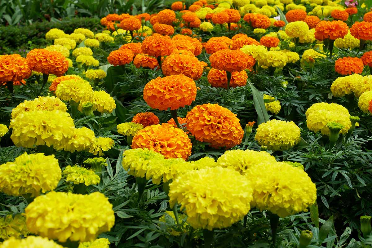 Yellow & Orange Marigold Flower